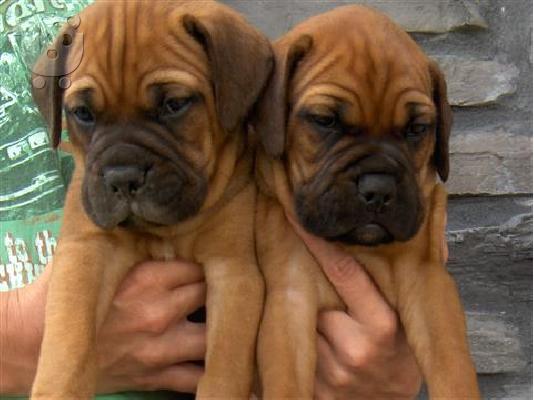 PoulaTo: Bull mastif καθαρόαιμα